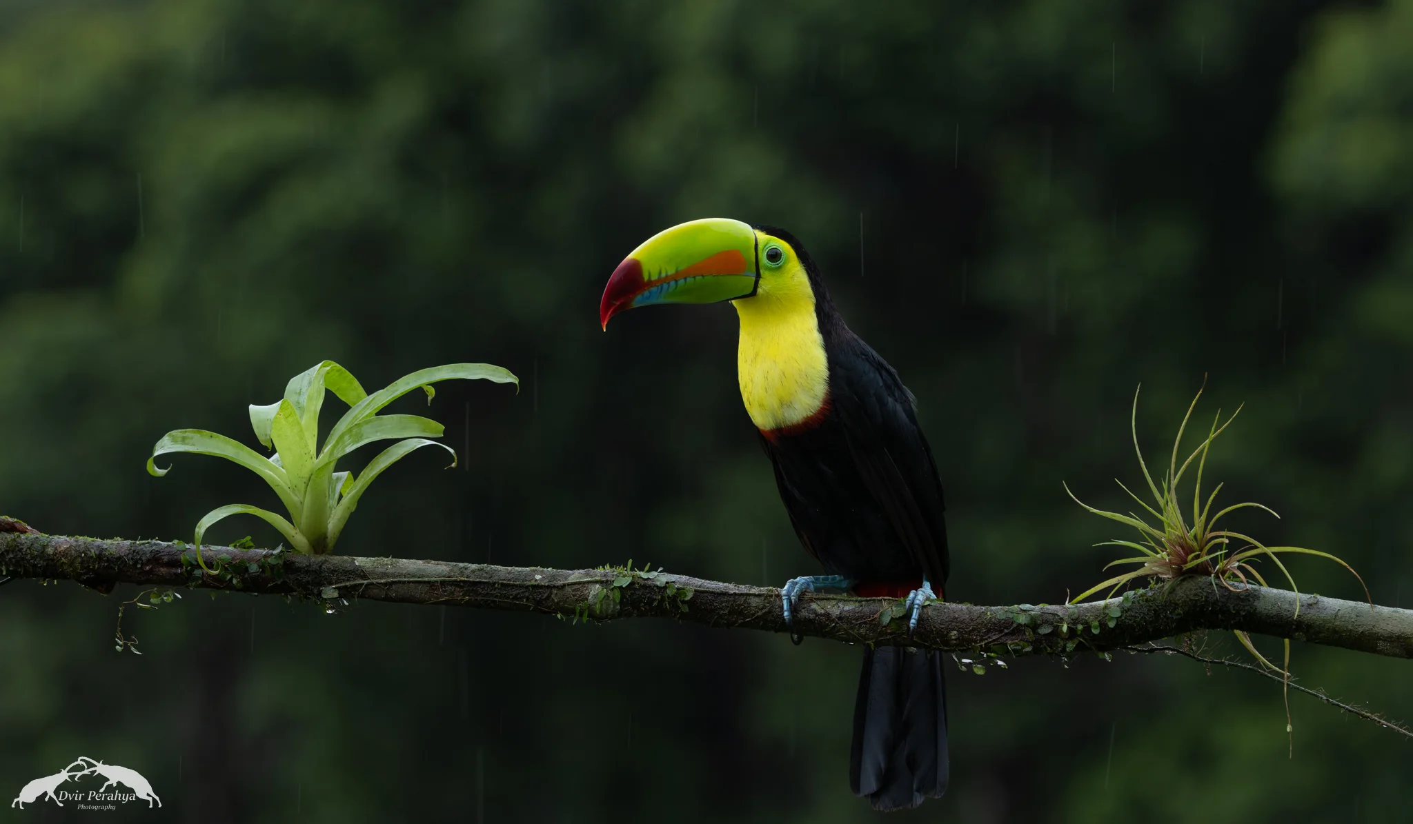 Keel-billed toucan, Boca Tapada